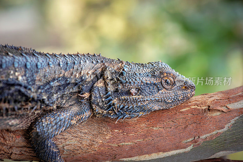 东须龙(Pogona barbata)